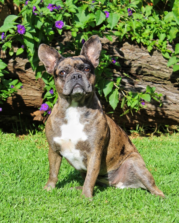 Frenchie French bulldog